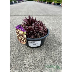 Sempervivum arachnoideum 'Rubrum'