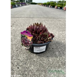 Sempervivum BIGSAM PURPLE QUARTZ 'Purple Quartz'