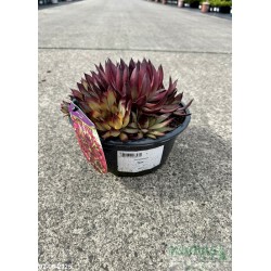 Sempervivum 'Noir'