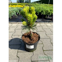 Pinus mugo 'Sunshine'