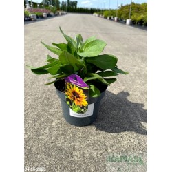 Rudbeckia hirta 'Giggling Smileyz' PBR