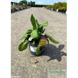Rudbeckia hirta 'Passion Smileyz'