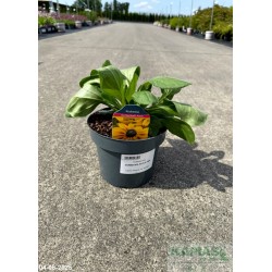 Rudbeckia hirta SUNBECKIA ALICJA PBR