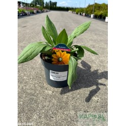 Rudbeckia hirta SUNBECKIA OPHELIA 'Bullrudi 09'