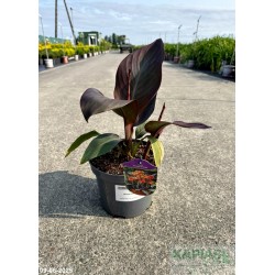 Canna 'Bronze Orange'