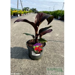 Canna 'Bronze Scarlet'