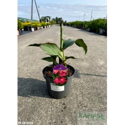 Canna 'Rose'