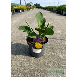 Canna 'Yellow'