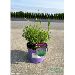 Lavandula angustifolia 'Munstead'