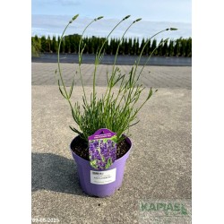 Lavandula intermedia x PURE PLATINUM 'Niko'