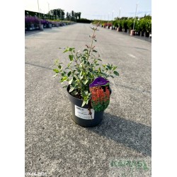 Agastache 'Kudos Mandarin' PBR
