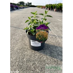 Agastache 'Kudos Yellow' PBR