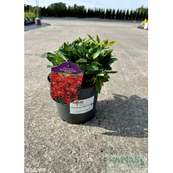 Alstroemeria INTICANCHA DOBA 'Tesdoba'