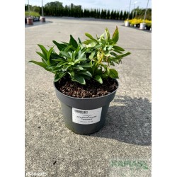 Alstroemeria INTICANCHA HAVANA 'Tessunhava'