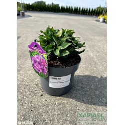 Alstroemeria INTICANCHA INDIGO 'Tesindig'