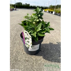 Alstroemeria INTICANCHA MAGIC WHITE 'Tesmagwhi'