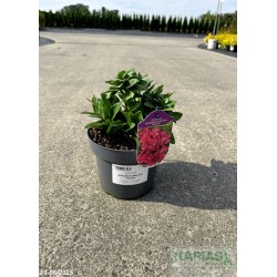 Alstroemeria INTICANCHA MALAGA 'Tesmala'