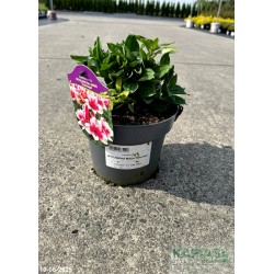 Alstroemeria INTICANCHA MAYA 'Tesmaya'