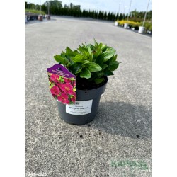 Alstroemeria INTICANCHA SUNSTAR 'Tessunstar'