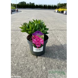 Alstroemeria INTICANCHA MANCHU 'Tesmach' PBR