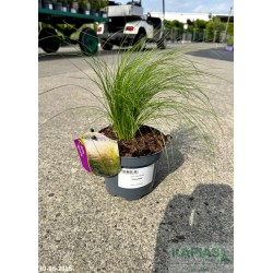 Stipa tenuissima 'Ponytails'