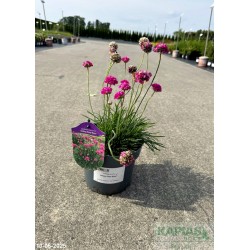 Armeria maritima 'Abbey Deep Rose'