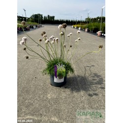Armeria maritima 'Abbey White'