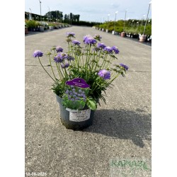 Scabiosa columbaria 'Blue Note'