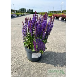 Salvia nemorosa 'Rianne' PBR