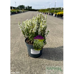 Salvia nemorosa SENSATION COMPACT WHITE