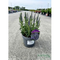 Veronica spicata 'Nana Blauteppich'