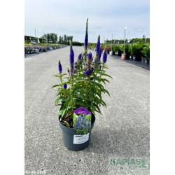 Veronica spicata 'Ulster Dwarf Blue'
