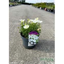 Campanula carpatica 'Pearl White'