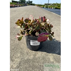 Sedum SUN SPARKLER WILDFIRE 'Wildfire' PBR