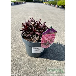 Gaura lindheimeri GAUDI ROSE 'Florgauros'