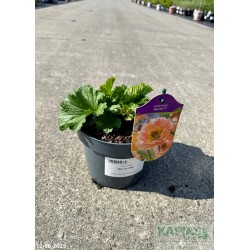 Geum rivale 'Mai Tai' PBR