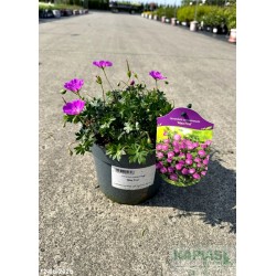 Geranium sanguineum 'Max Frei'