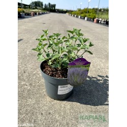 Nepeta JUNIOR WALKER 'Novanepjun'