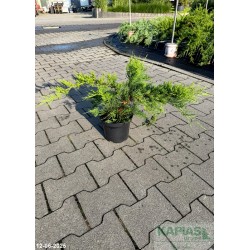 Juniperus pfitzeriana x 'Mint Julep'