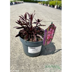 Gaura lindheimeri 'Graceful Pink'