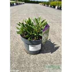 Gaura lindheimeri 'Graceful White'
