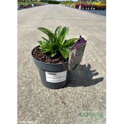 Veronica spicata ROYAL CANDLES 'Glory' PBR