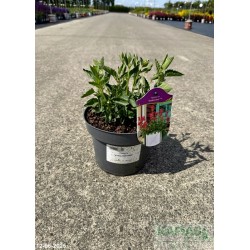 Agastache 'Kudos Red' PBR