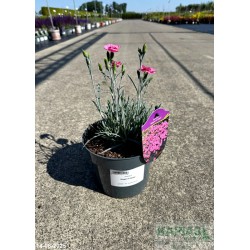 Dianthus 'Angel of Hope'