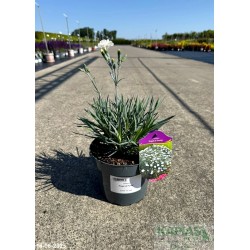 Dianthus 'Angel of Purity'