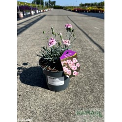 Dianthus plumarius 'Angel of Virtue'