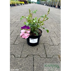 Rosa 'The Fairy'