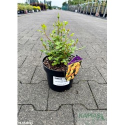 Rosa YELLOW FAIRY 'Poulfair'