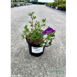 Potentilla fruticosa 'Abbotswood'