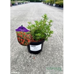 Potentilla fruticosa 'Red Ace'